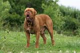 DOGUE DE BORDEAUX 276